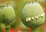 Papaver-Somniferum-Article-Img